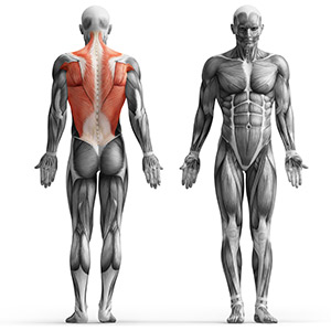 Maszyna na wolny ciężar na mięśnie pleców MF-U017 - Marbo Sport